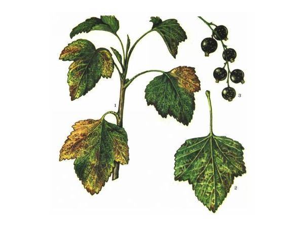 Anthracnose on currants: control measures, pathogen