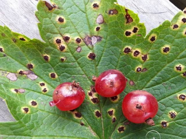 Anthracnose on currants: control measures, pathogen