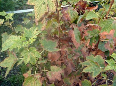 Anthracnose on currants: control measures, pathogen