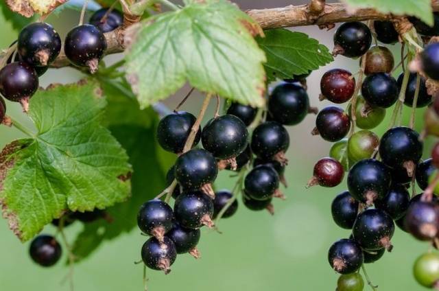 Anthracnose on currants: control measures, pathogen