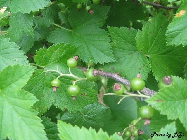 Anthracnose on currants: control measures, pathogen