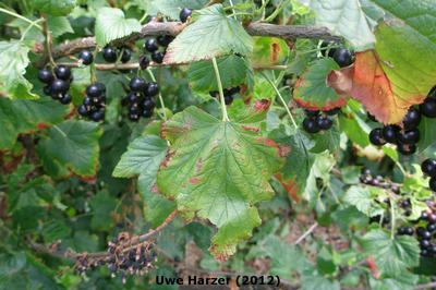 Anthracnose on currants: control measures, pathogen