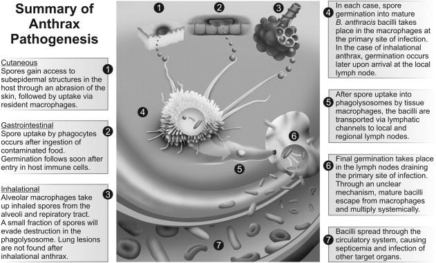 Anthrax detected in Europe. Six people were banned, including children