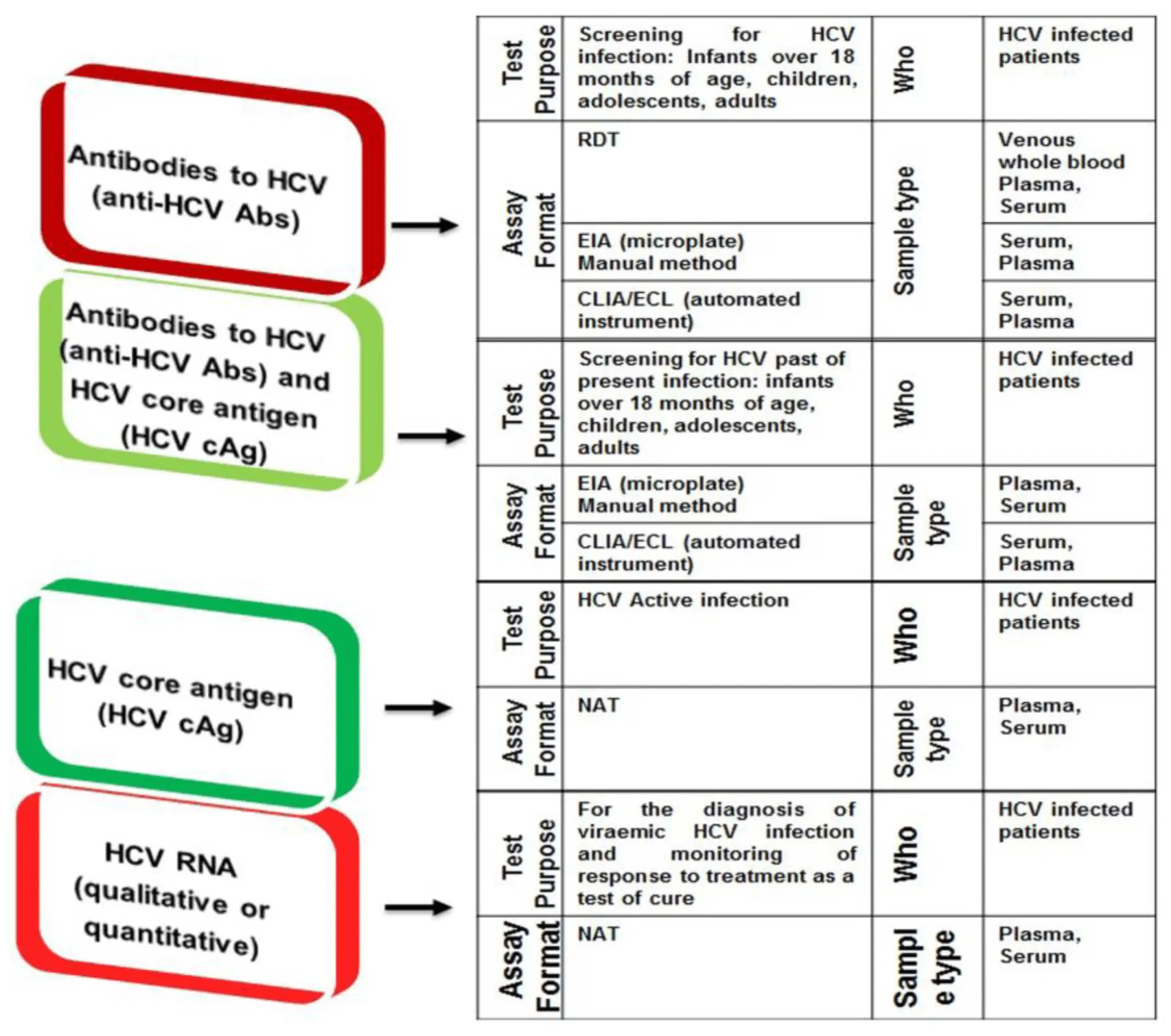 Anti-HCV &#8211; examination, indications, norms, symptoms of infection [EXPLAINED]