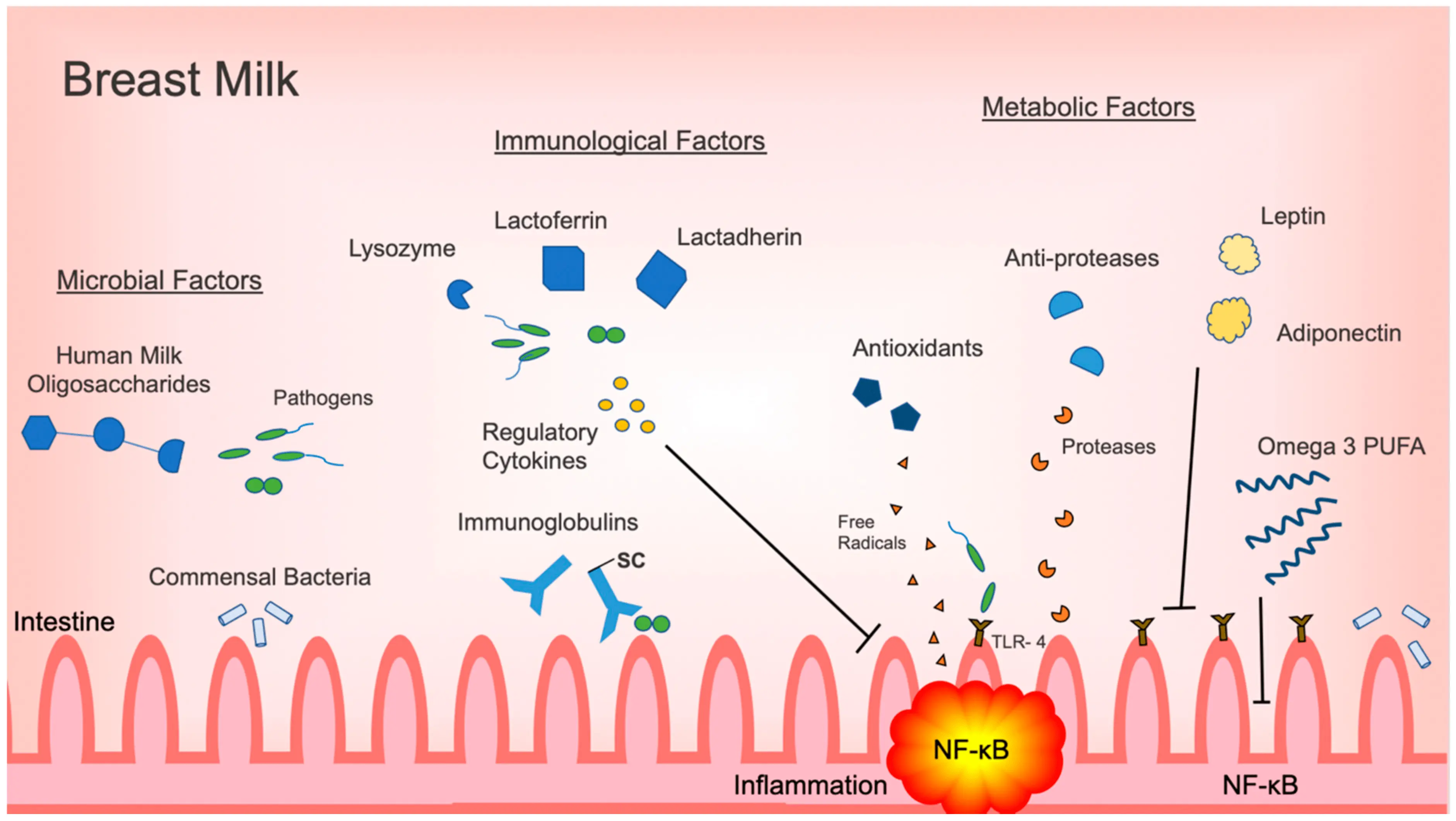 Anti-inflammatory breast milk