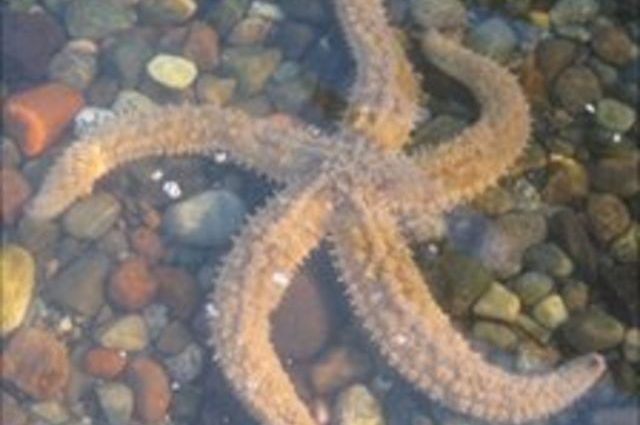 Anti-inflammatory starfish