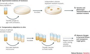 Antibiotic-resistant bacteria are more viable