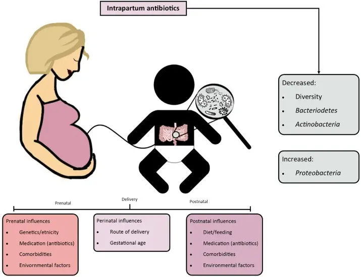 Antibiotic therapy during pregnancy may promote the development of asthma in children