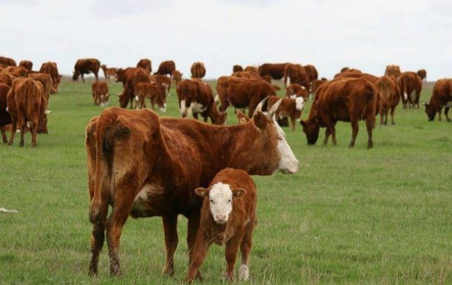 Antibiotics for cows