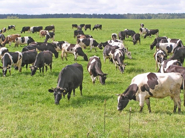 Antibiotics for cows