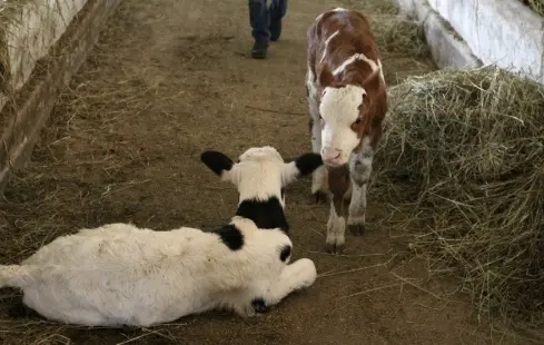 Antibiotics for cows