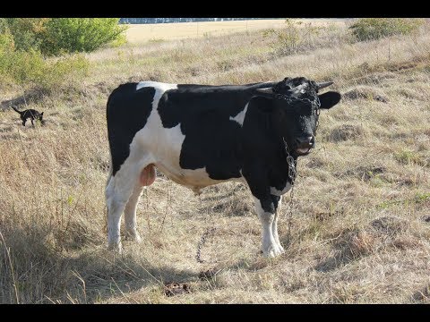 Antibiotics for cows