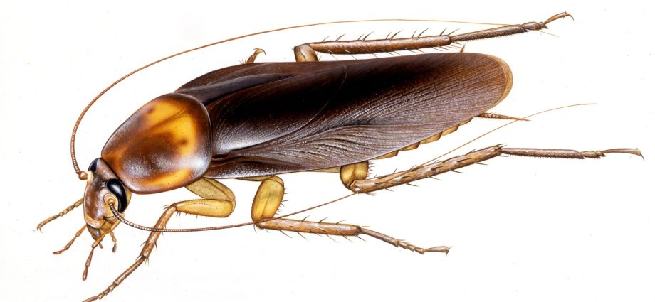 Antibiotics from cockroach brain