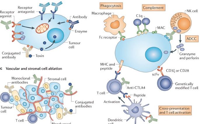 Antibodies against cancer