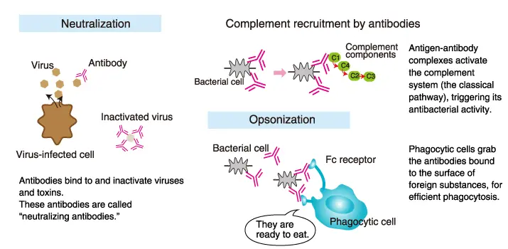 Antibodies &#8211; formation, types and role in the immune system