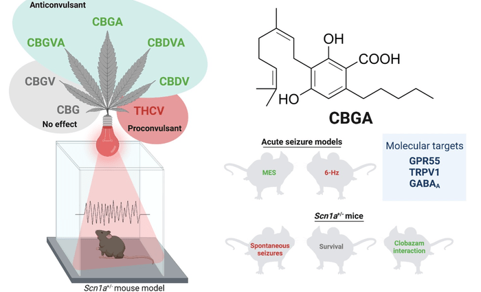 Anticonvulsant cannabis