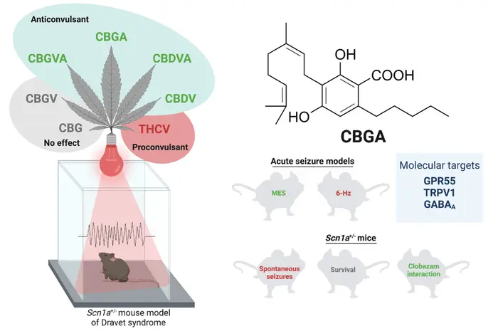 Anticonvulsant cannabis