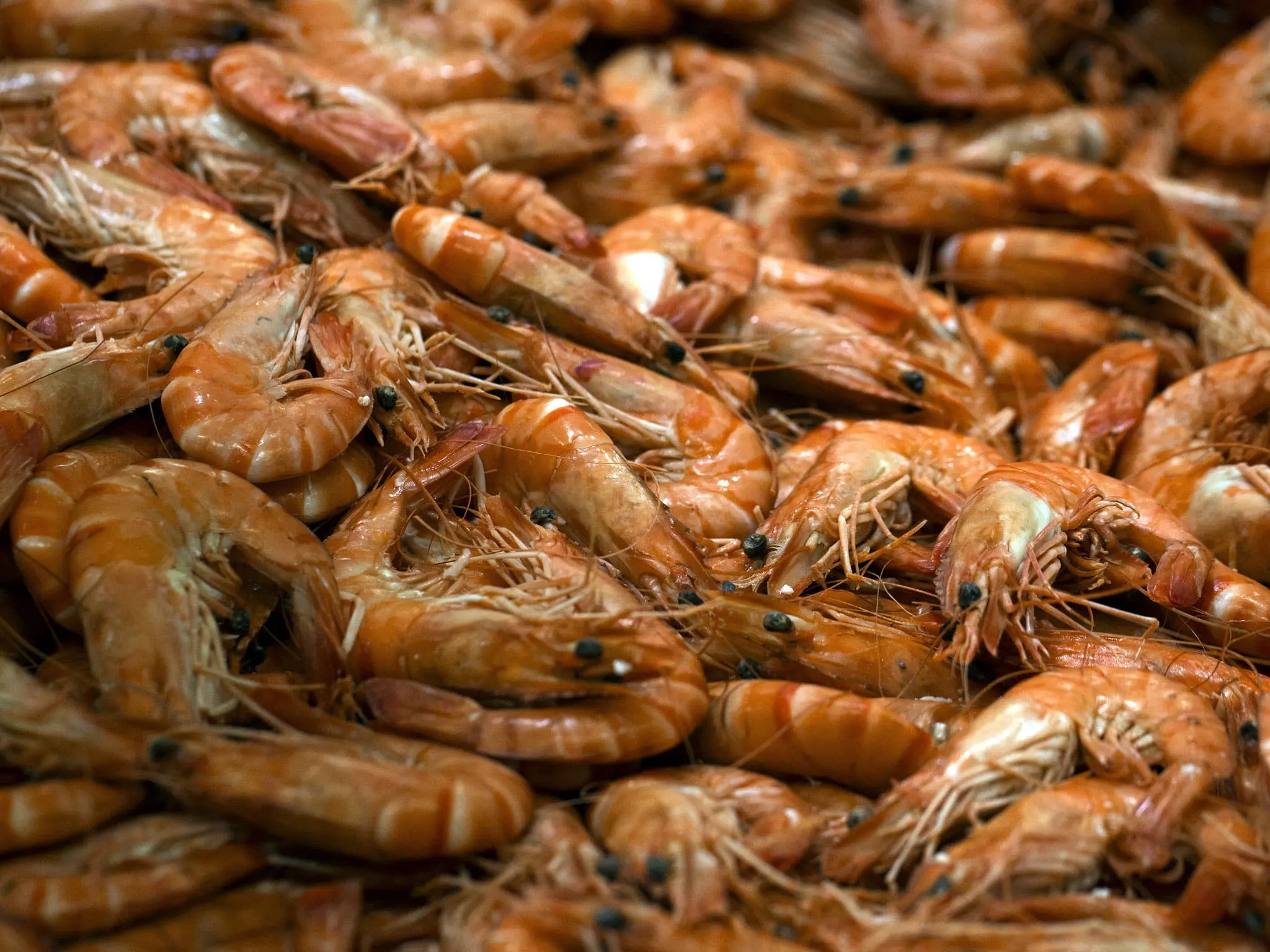 Antidepressants are a threat to shrimps and humans