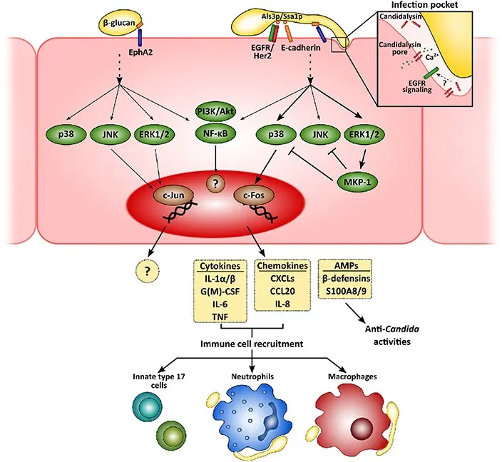 Antifungal diet &#8211; how to help the body fight mycosis? [WE EXPLAIN]