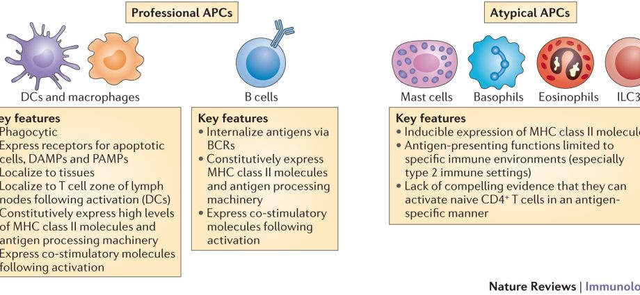 Antigen &#8211; characteristics and role in immunity