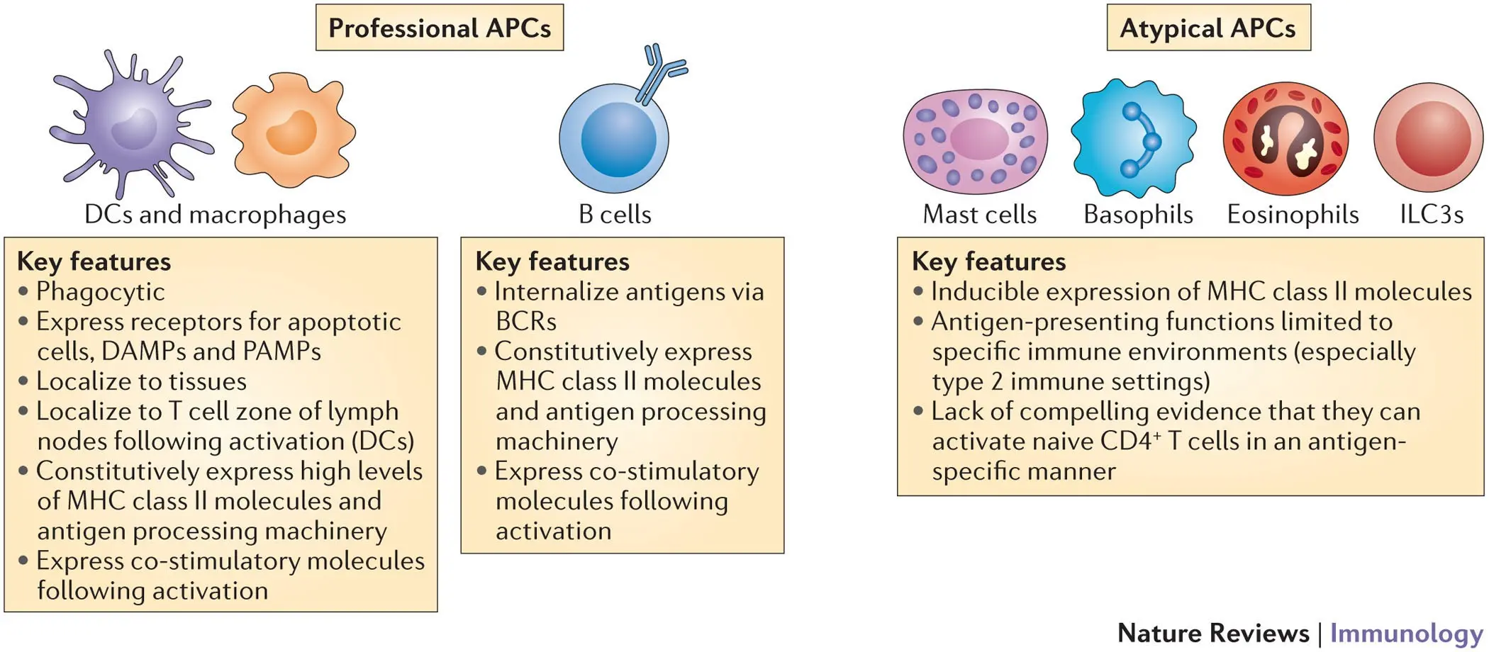 Antigen &#8211; characteristics and role in immunity