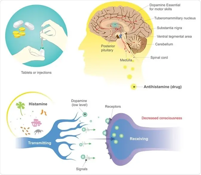 Antihistamines &#8211; action, types, indications, side effects