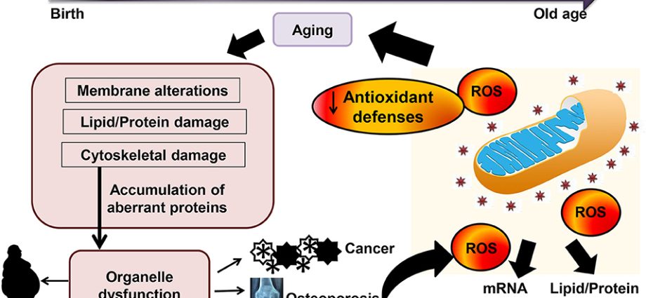 Antioxidation &#8211; why is it important for the body? Antioxidants in the diet