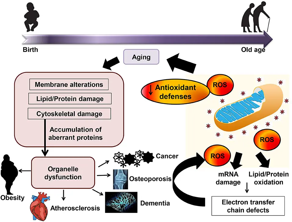 Antioxidation &#8211; why is it important for the body? Antioxidants in the diet