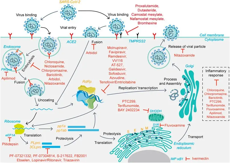 Antivir &#8211; action, indications, dosage, contraindications, side effects