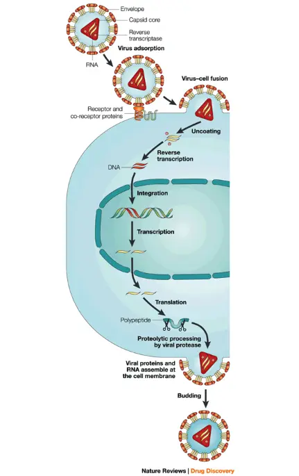 Antiviral drugs &#8211; action, application, precautions. Antiviral medications for influenza, smallpox, cold sores and shingles