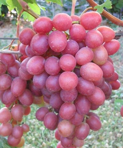 Anyuta grapes