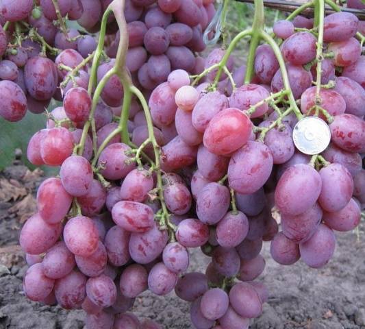 Anyuta grapes