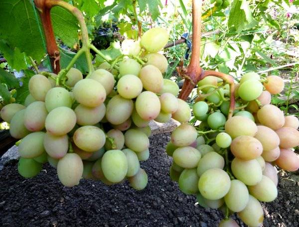 Anyuta grapes