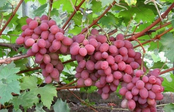 Anyuta grapes