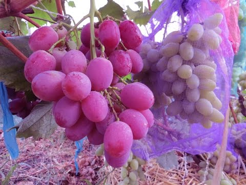 Anyuta grapes