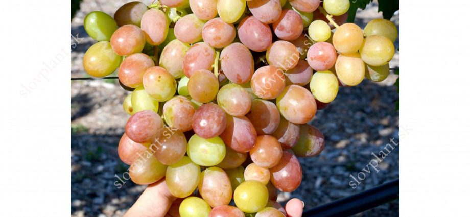 Anyuta grapes