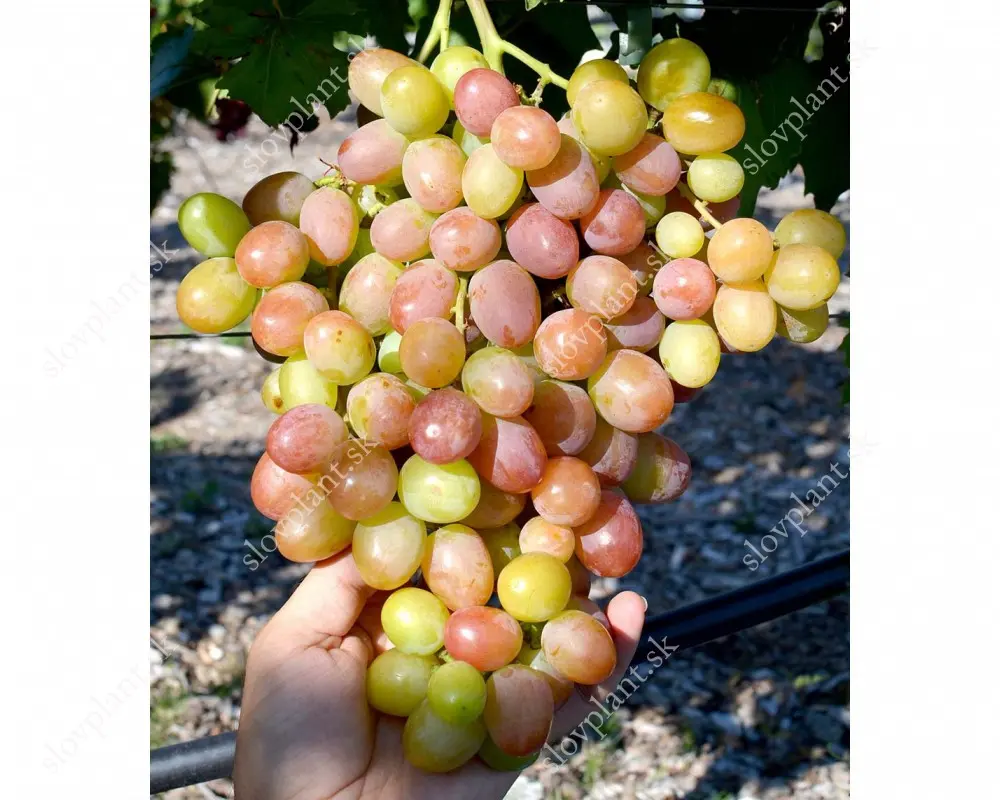 Anyuta grapes