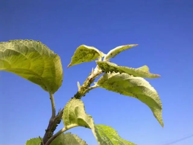 Aphid control on fruit trees