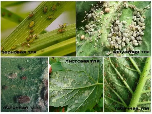 Aphid control on fruit trees