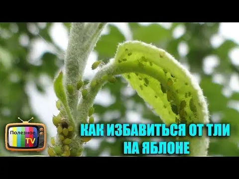 Aphid control on fruit trees