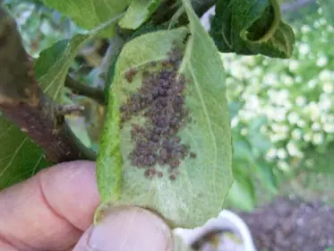 Aphid control on fruit trees