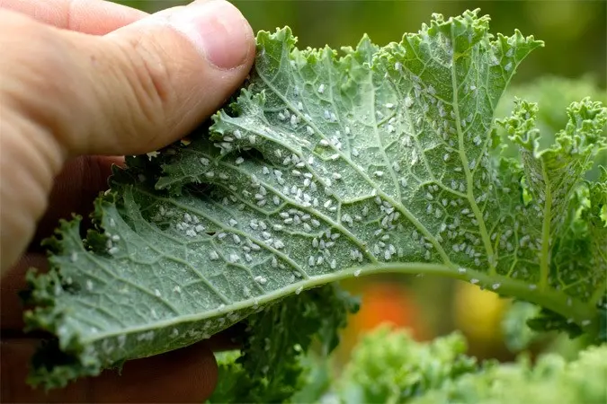 Aphids on an apple tree: how to fight, signs, types of aphids