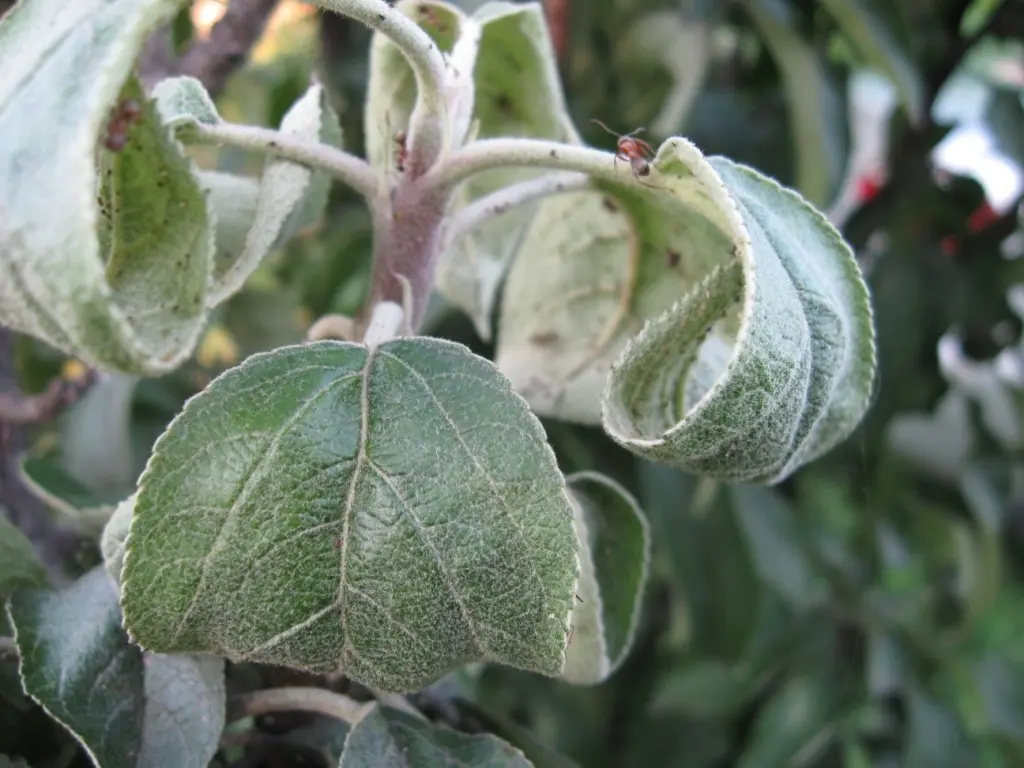 Aphids on an apple tree: how to fight, signs, types of aphids