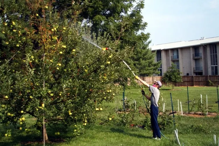 Aphids on an apple tree: how to fight, signs, types of aphids