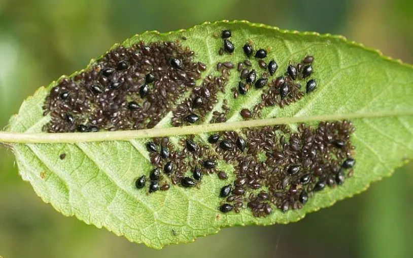 Aphids on an apple tree: how to fight, signs, types of aphids