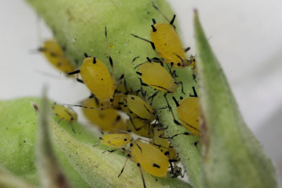 Aphids on an apple tree: how to fight, signs, types of aphids