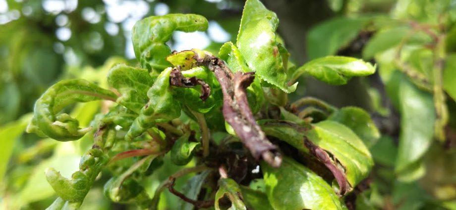 Aphids on an apple tree: how to fight, signs, types of aphids