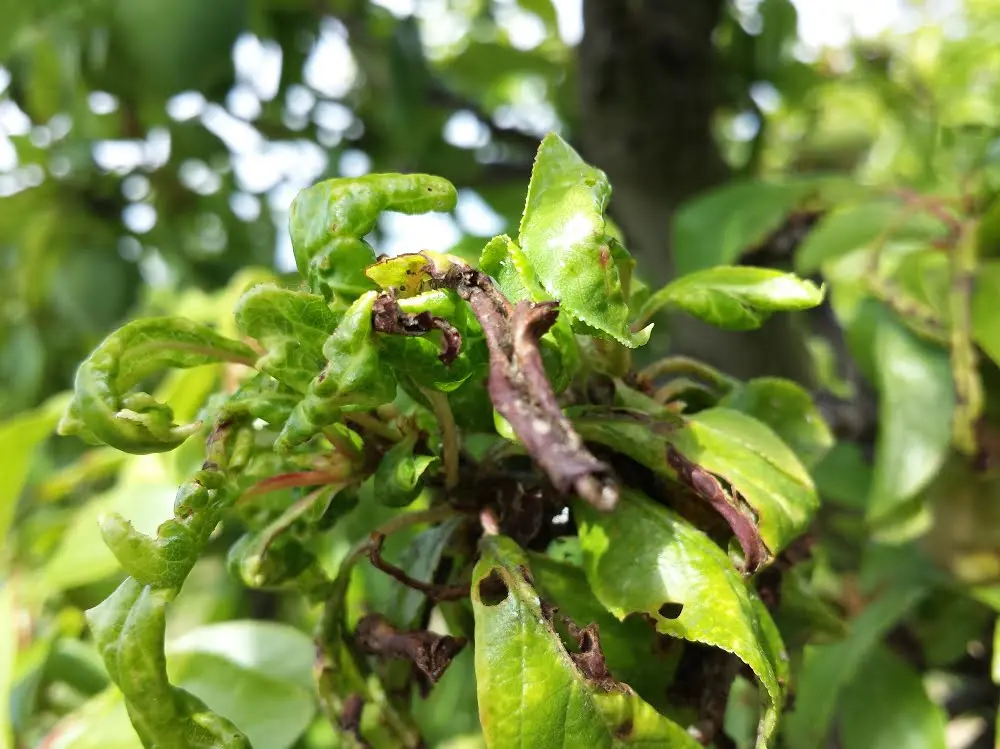 Aphids on an apple tree: how to fight, signs, types of aphids