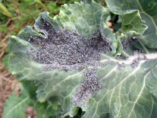 Aphids on cabbage: folk methods and chemical means of control