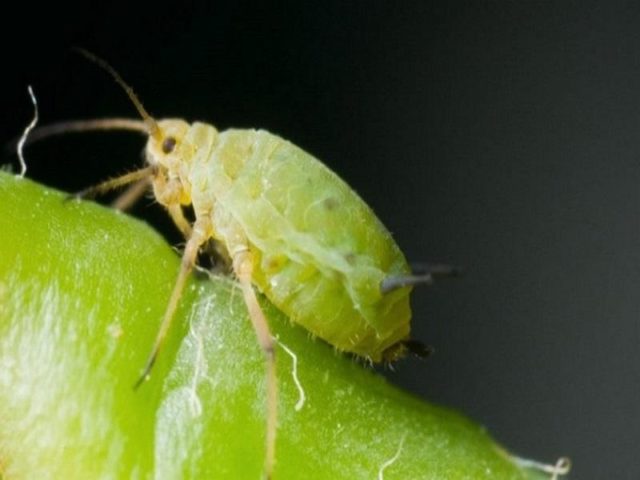 Aphids on cabbage: folk methods and chemical means of control